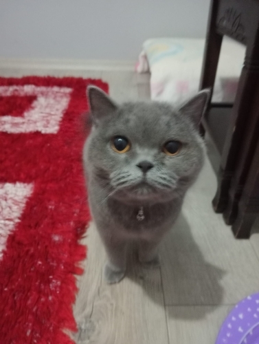 Barınağa terkedilen bir güzellik fotoğraf