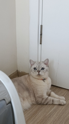 Akıllı sakin uysal bir kedi kısır gerçekten iyi bakıcak birisi yazsın fotoğraf