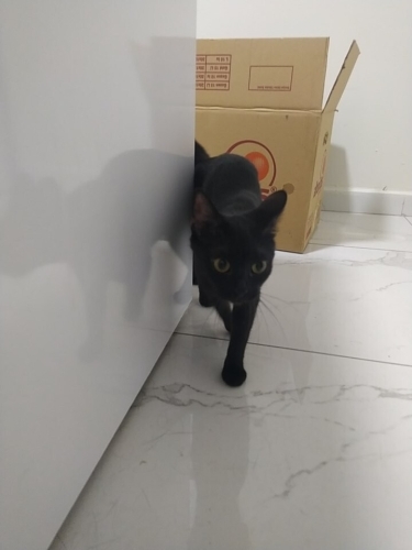 Sokaga atilmis anne kedi fotoğraf