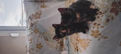 KEŞKÜL VE ÇİRKİN fotoğraf