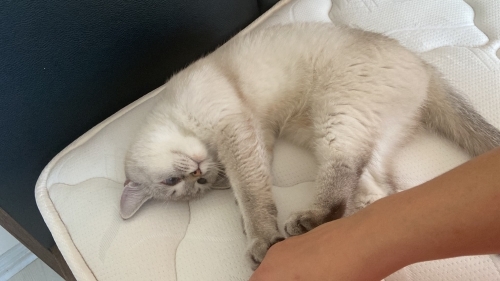 Ömürlük yuva arıyoruz fotoğraf