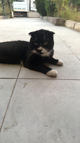 Sokakta bulduk british shorthair sokağa bırakılmıştı bakamıyorum fotoğraf
