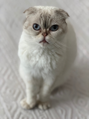 Kızımıza Yuva Arıyoruz fotoğraf