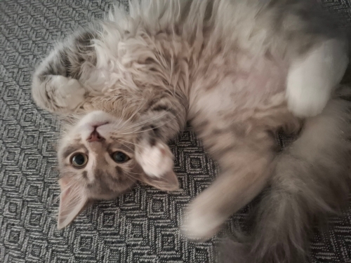 Aşırı oyuncu bir kedi çok tatlııı fotoğraf