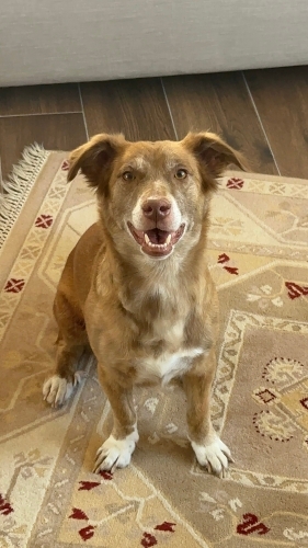 3,5 Yaşında Dişi Köpek (Ücretsiz Sahiplendirme fotoğraf