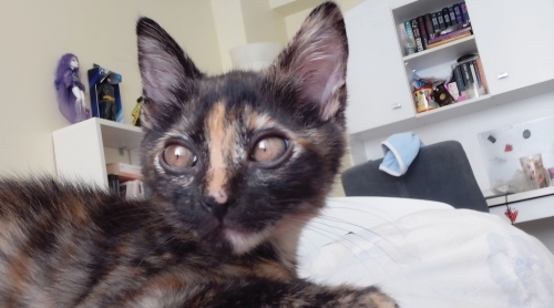 Oyuncu tekir kedi fotoğraf