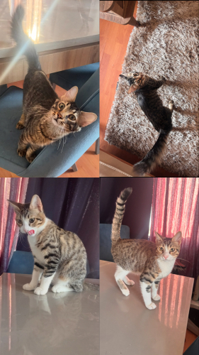 Balım ve lokum 3.5 aylıklar mama yardımı yapacağım fotoğraf