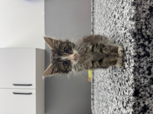 Ankara yavru kedi (öksüz) fotoğraf