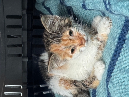 Ankara Yavru Kedi 2,5 aylık (öksüz) fotoğraf