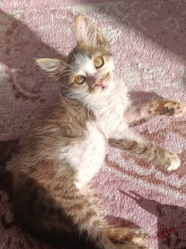 Erkek yavru kedi çok mağdur durumdayken bulundu fotoğraf