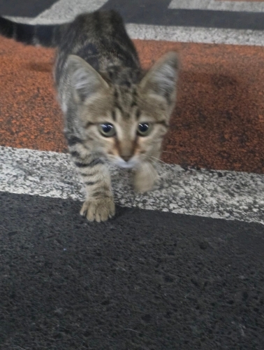 Bal gibi tatlı, küçücük bir bebek yuvasini arıyor fotoğraf