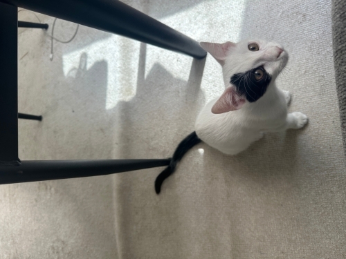 Korsan kedi sahibini arıyor. fotoğraf