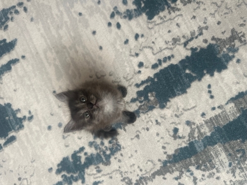 Yakışıklı çocuğa talib olmak isteyen var mı fotoğraf