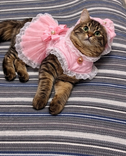 Yumoş acil ilan sahiplendirilicek fotoğraf