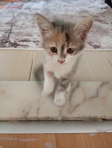 Çok tatlış yavruma yuva arıyoruz fotoğraf