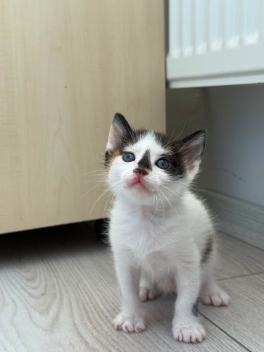 Cana yakın kedimiz Müjde yuvasını arıyor fotoğraf
