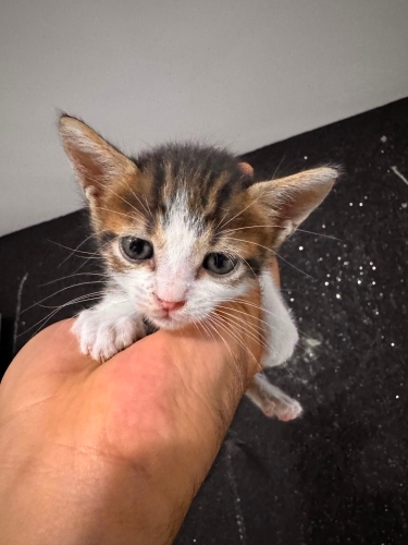 Çok cana yakın muhteşem bir bebek🐱🧿 fotoğraf