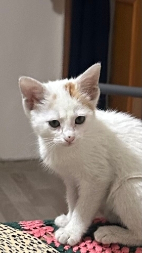 Sakin kedi uysal tekir eve alışkın fotoğraf