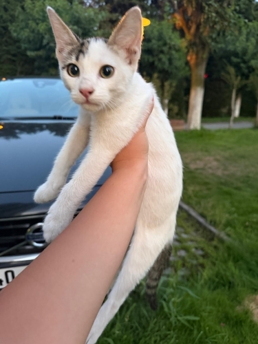 Minik kalpler iç dış parazitleri yapıldı dişi erkek bebekler var fotoğraf