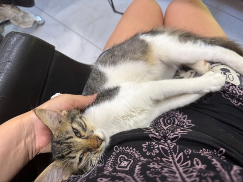 Kucak delisi kedi isteyen🌸 fotoğraf