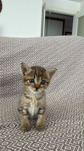 Daha çok küçük yuva aranıyor fotoğraf