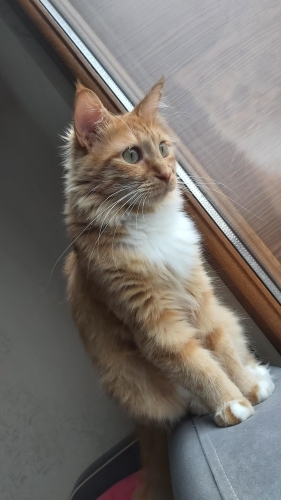 Yumuş yumuş bir kedi sahiplenmek misiniz ? fotoğraf