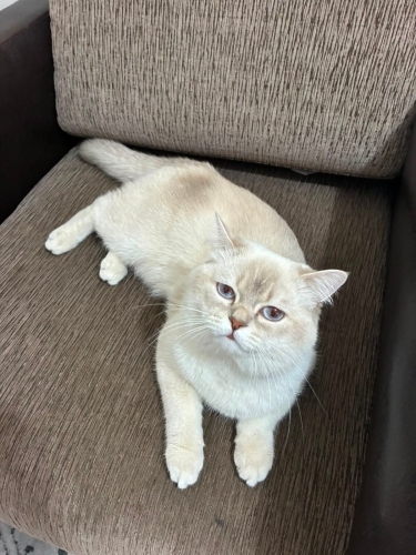 Latteye yuva arıyorum fotoğraf
