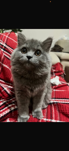 müezza yuva arıyor fotoğraf