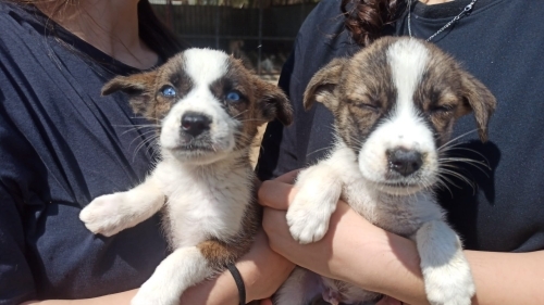 Ücretsiz Husky ve çoban köpeği melezi yavrular fotoğraf