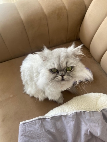 ÜCRETSİZ KEDİMİ SAHİPLENDİRİYORUM fotoğraf
