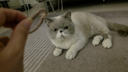 Kedi sahiplendirme fotoğraf