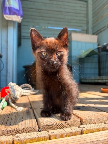 Acil yuva aranıyor! fotoğraf