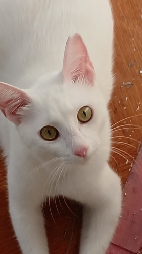Peri kızına yuva 🌸🌸 fotoğraf