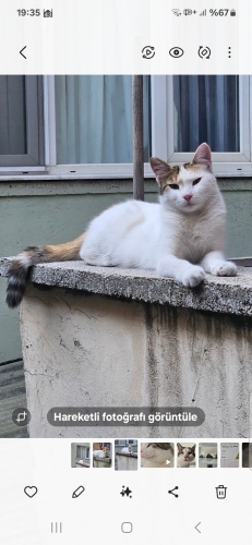 Asıl beyazkız kısır sağlıklı fotoğraf