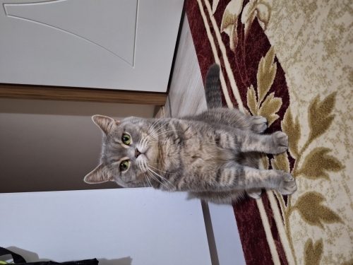 Ücretsiz kısır kedimi sahiplendiriyorum fotoğraf