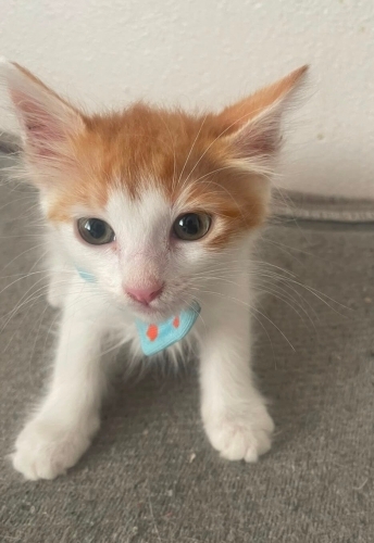 Simba’ya ömürlük yuva fotoğraf