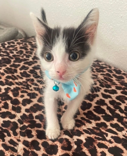 Tofu’ya ömürlük yuva fotoğraf