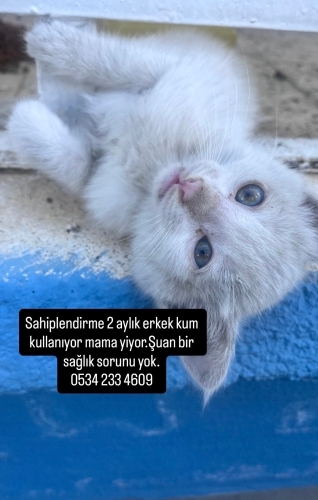 bembeyaz 2.5 aylık kedi fotoğraf