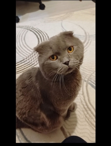 1 yaş, erkek, kısır, traşlı, aşılı, kucakçı fotoğraf