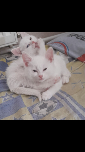 Pamuk prens ve prenses fotoğraf