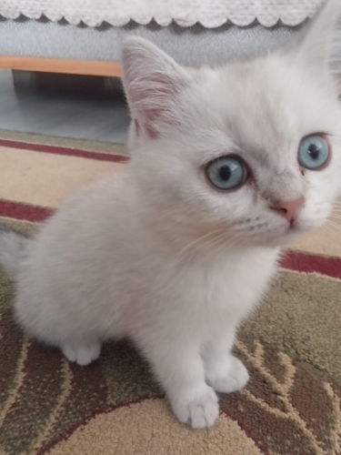 AÇIKLAMAYI OKUYUNUZ LÜTFEN fotoğraf