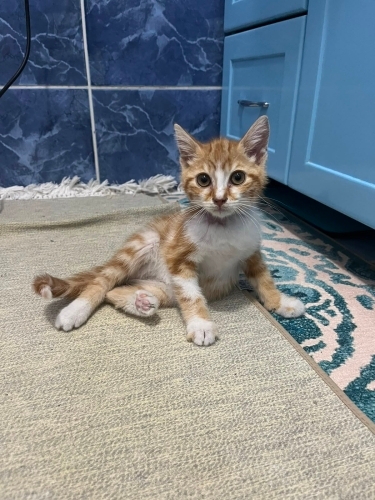 SEVGİ DOLU GARFİELD ACİL YUVASINI ARIYOR fotoğraf