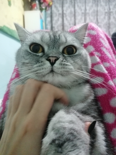 Sevgisini Paylaşacak Yeni Yuva Aranıyor fotoğraf