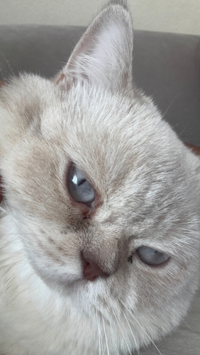 Çok uysal bi kedi taşınma nedeni sahiplendirmek istiyorum fotoğraf