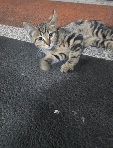 Mırıl mırıl küçük bir kız😻 fotoğraf