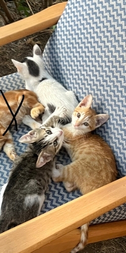 en sırnaşığı cico, en prenses kedisi sütlaç ve en gözü kara kedisi rick fotoğraf