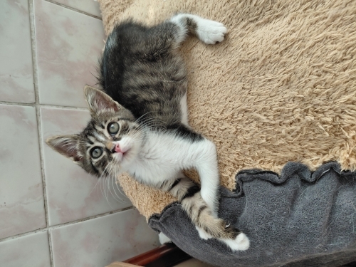Minik kusa yuva fotoğraf