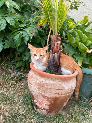 Savaşçı bebek ailesini arıyor fotoğraf