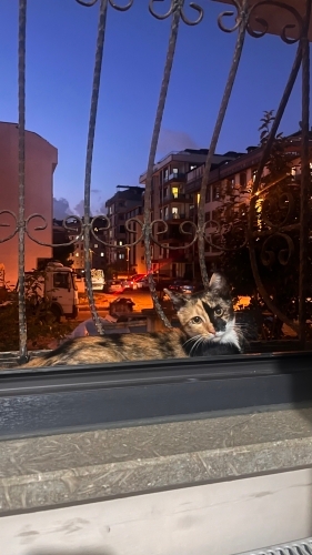 Acil yuva arıyoruz alerji durumum var ve sokakta bakılamaz korkuyor fotoğraf