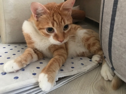 Hayata tutunan şirin sarmana acil yuva fotoğraf